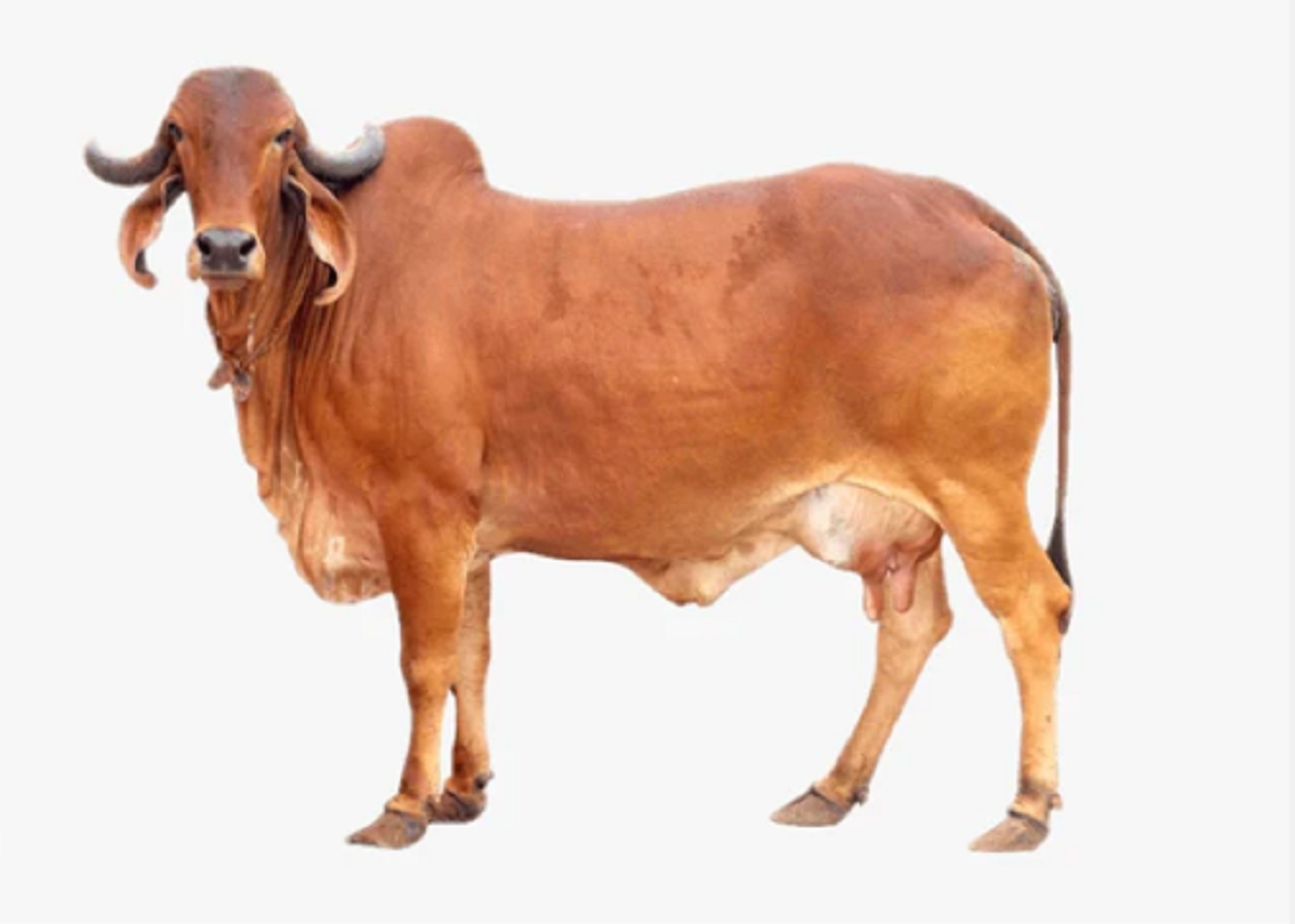 धन से मालामाल कर