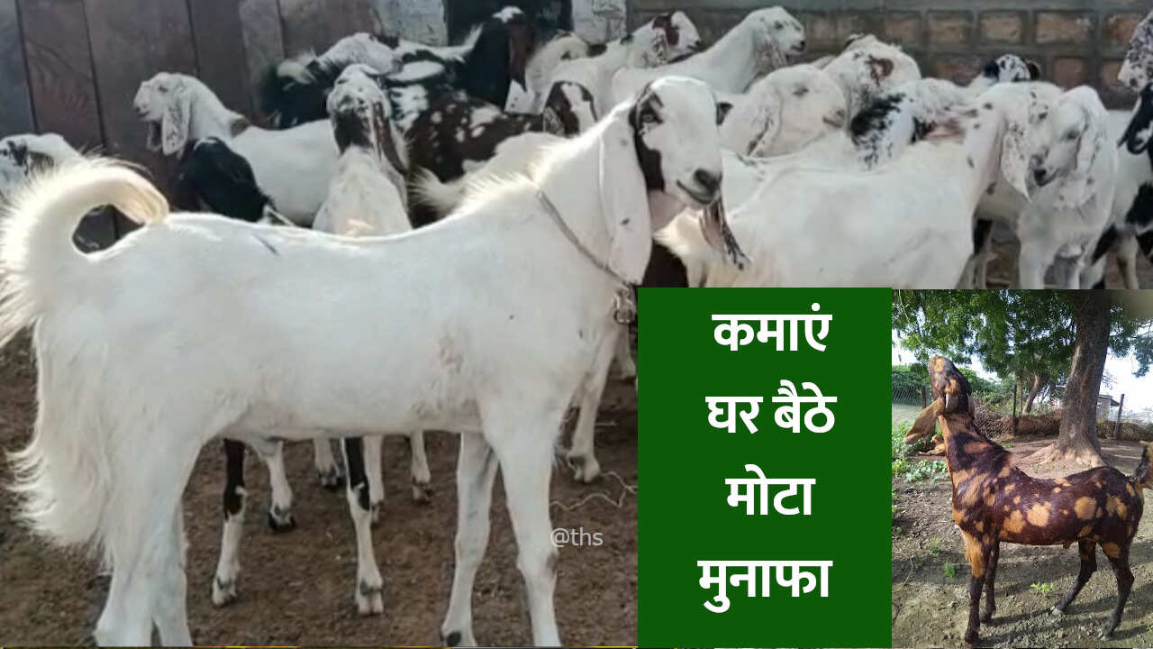 इस नस्ल की बकरी