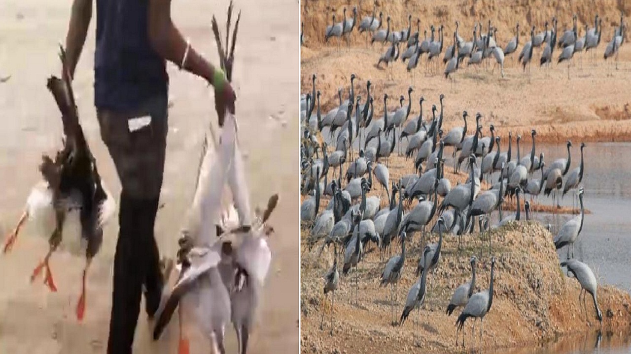 साइबेरियन पक्षियों का करते