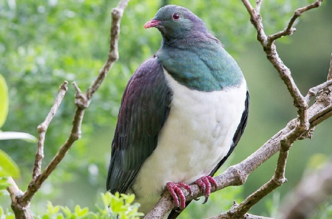 हमेशा नशे में धुत