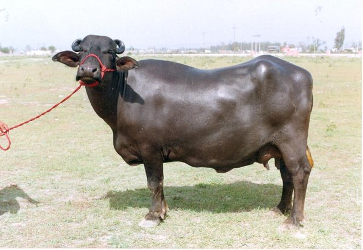 इस नस्ल की भैंस