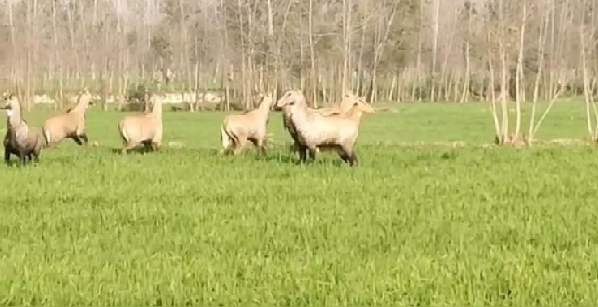 किसानों की परेशानी हुई