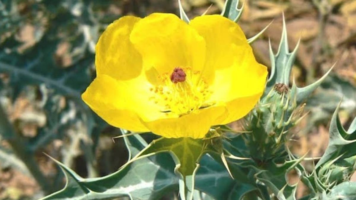 नपुंसकता को जड़ से