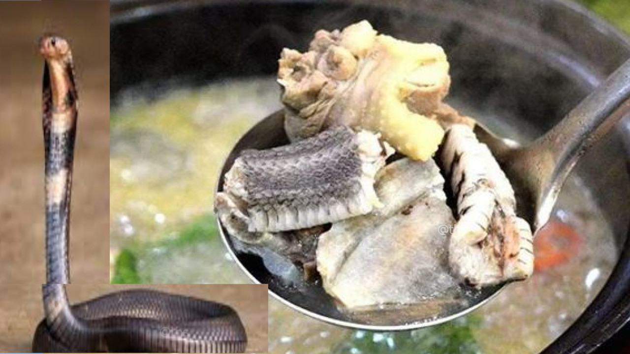 “सांप का सूप” पीने