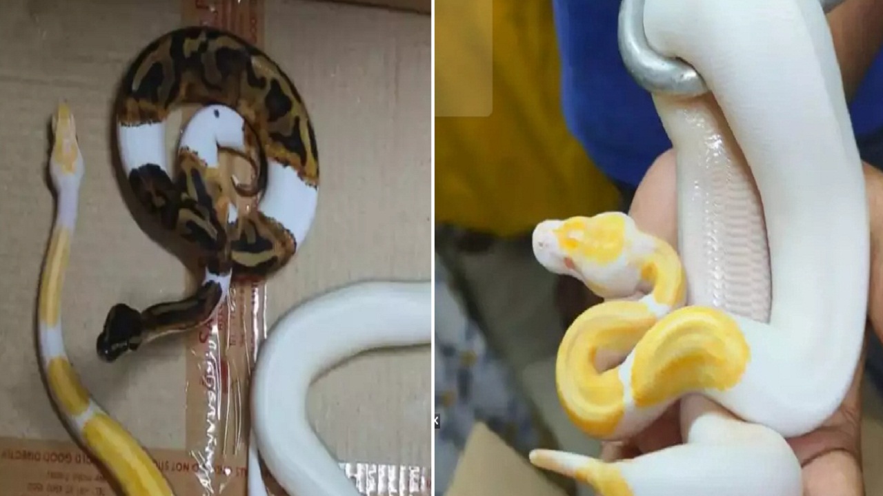 एयरपोर्ट पर बिस्किट के