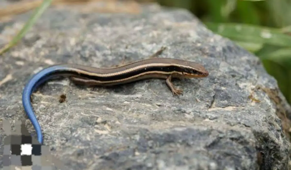 यह चीज कहा जाता