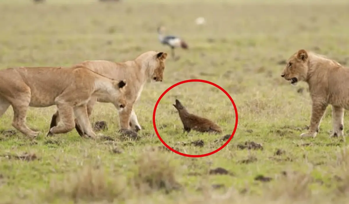 इस छोटे से जीव