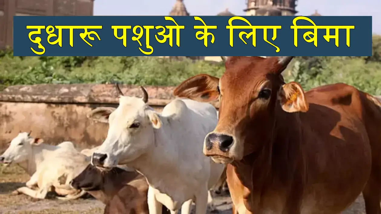अब दुधारू पशुओं का