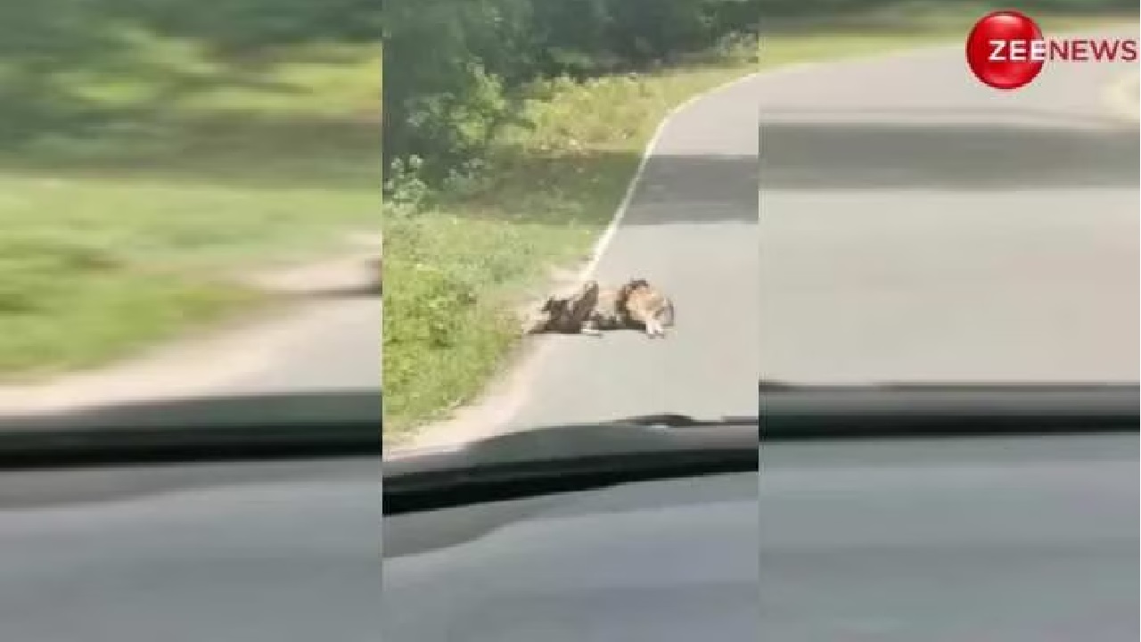 अजगर ने मारी कुंडली,