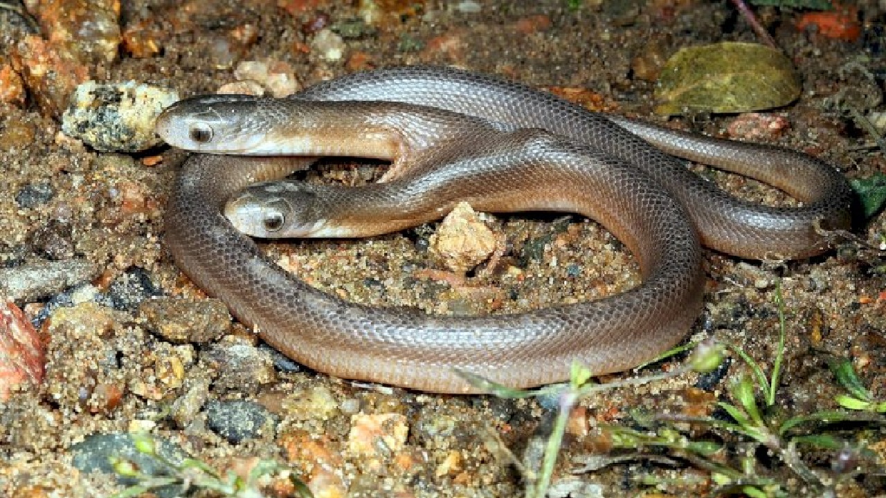 दोमुंहा सांपो की तेजी