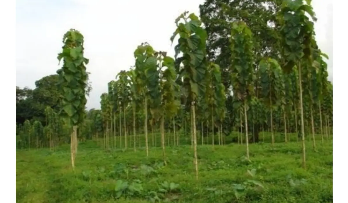 1 बीघा में 50