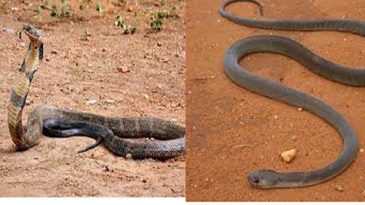 घोड़े से भी ज्यादा