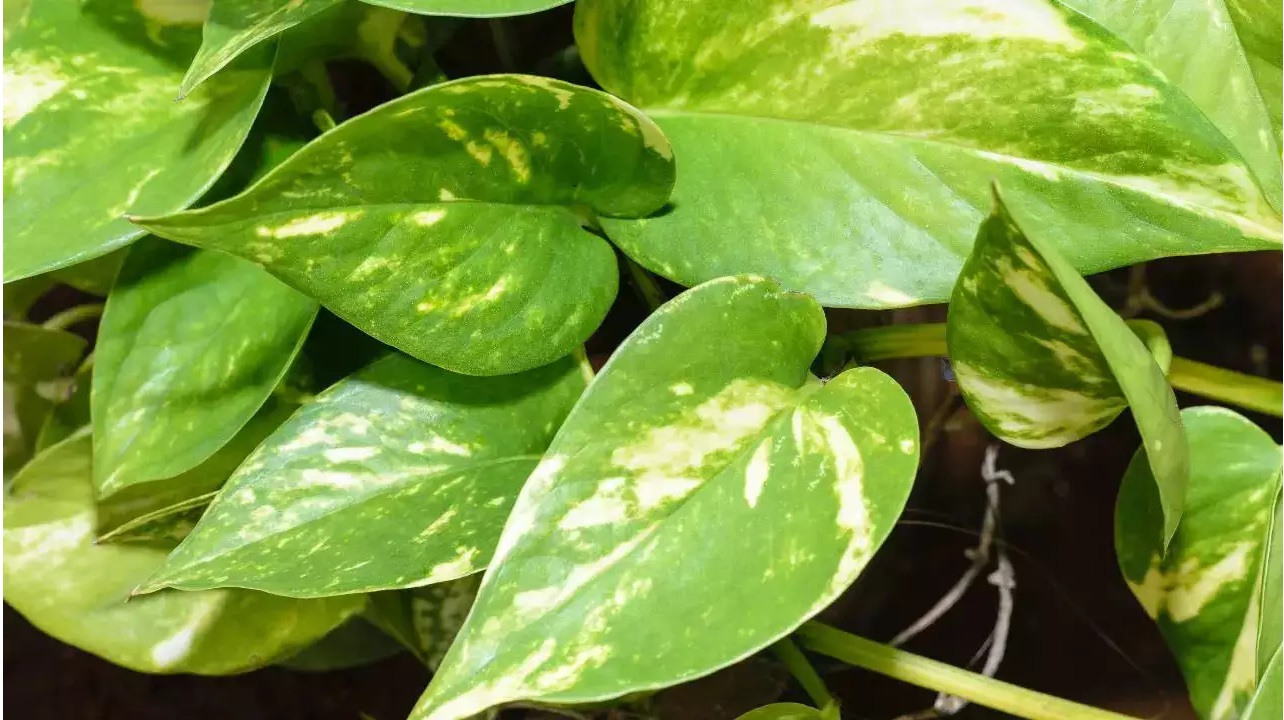 मनी प्‍लांट लगाने के