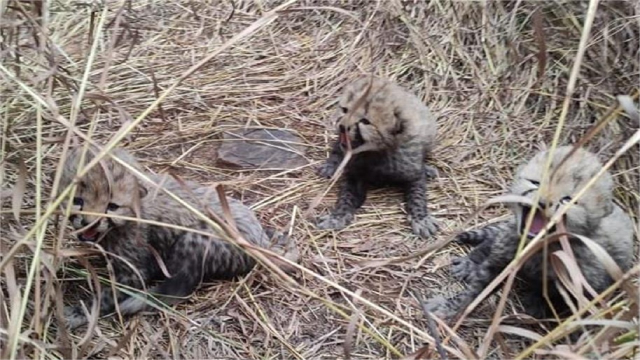 नामीबिया से लाई गई