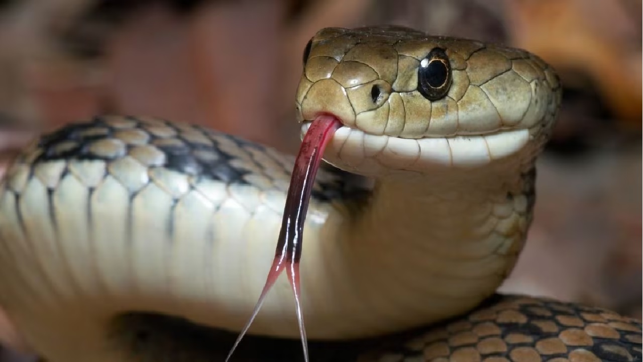आखिर सांप बार-बार जीभ