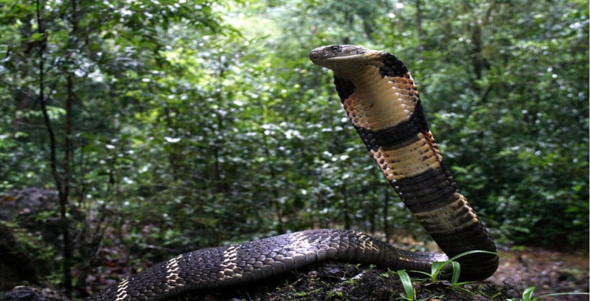 दुनिया का सबसे खतरनाक