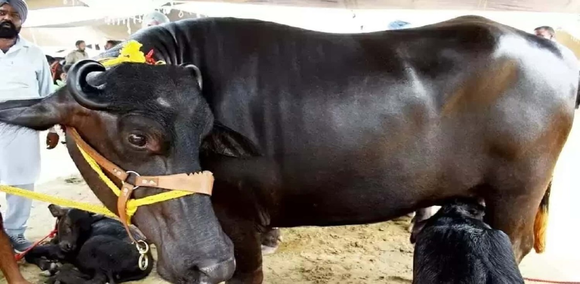 इस नस्ल की भैंस