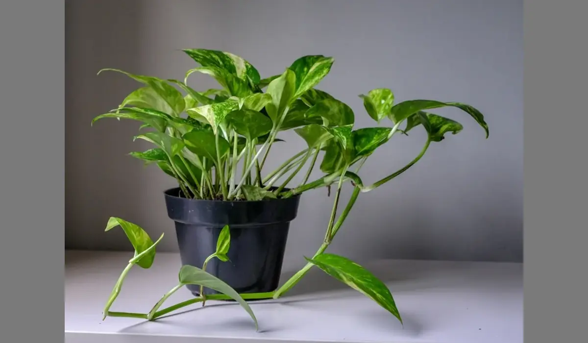 घर की इस कोने