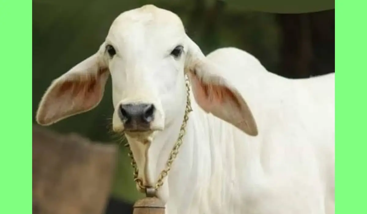 अगर घर पर गाय