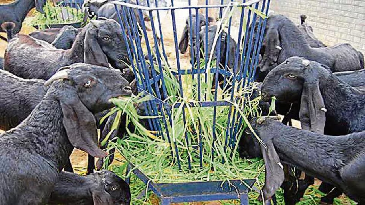 देसी बकरियों से ज्यादा