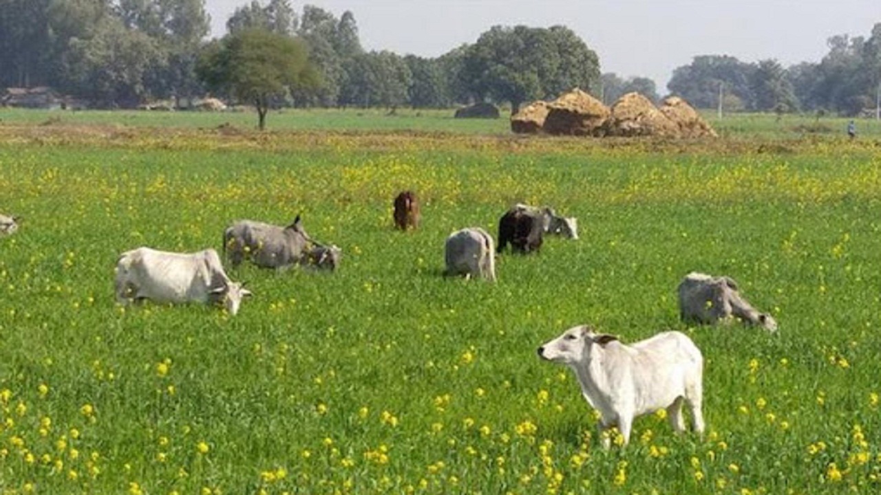 खेत में नहीं घुस