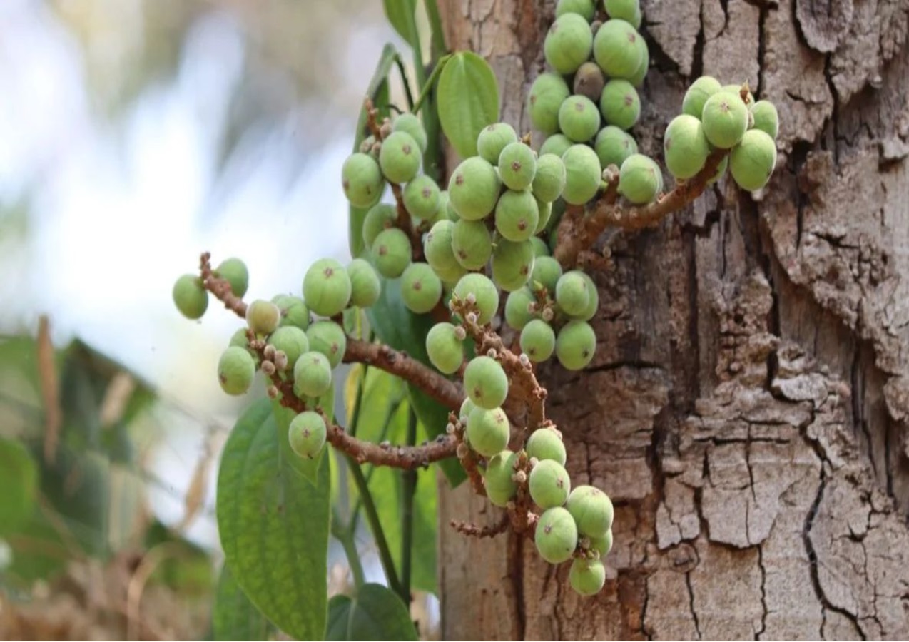 गूलर का पेड़ शरीर