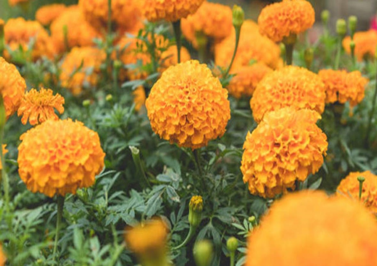 ये है दुनिया के