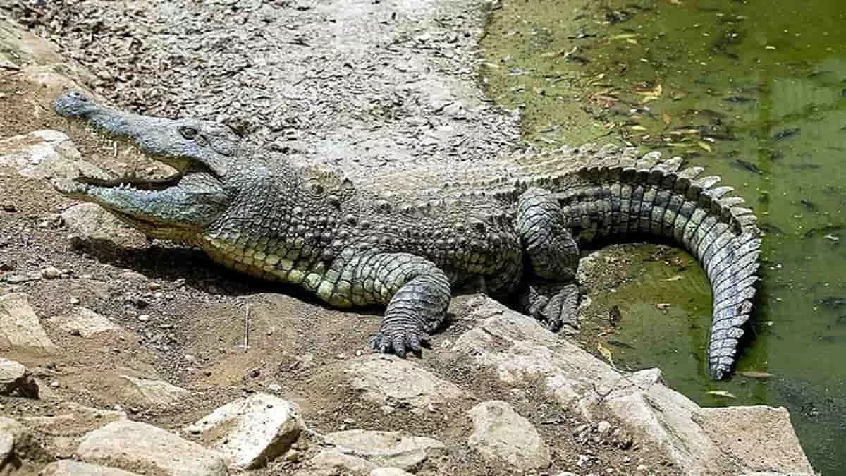 मगरमच्छ की अनोखी सर्जरी