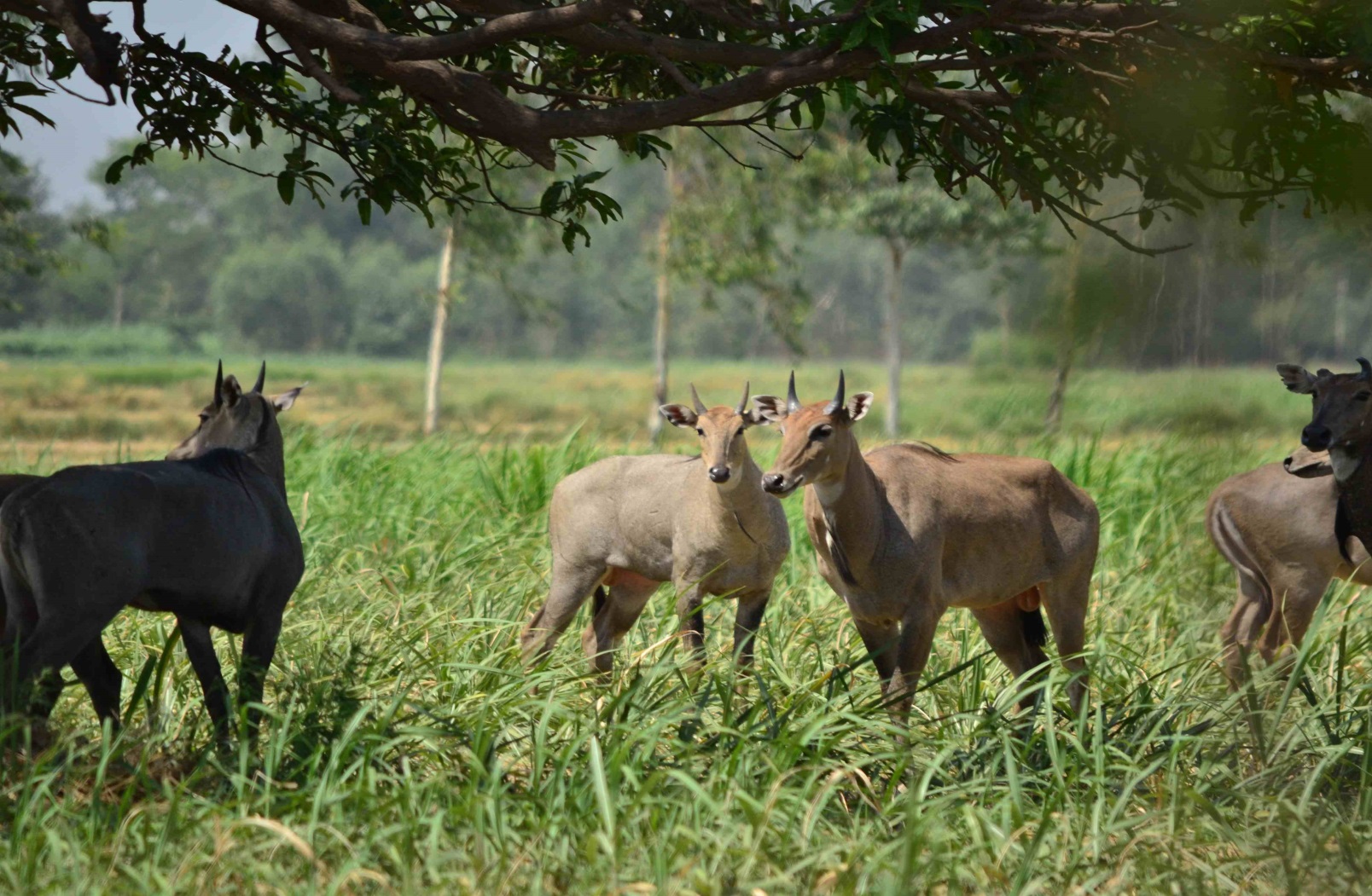 केवल 15 से 20