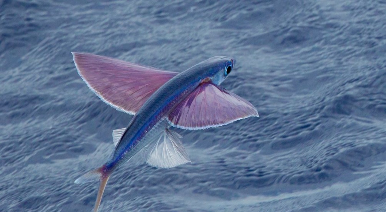 पानी में तैरने के