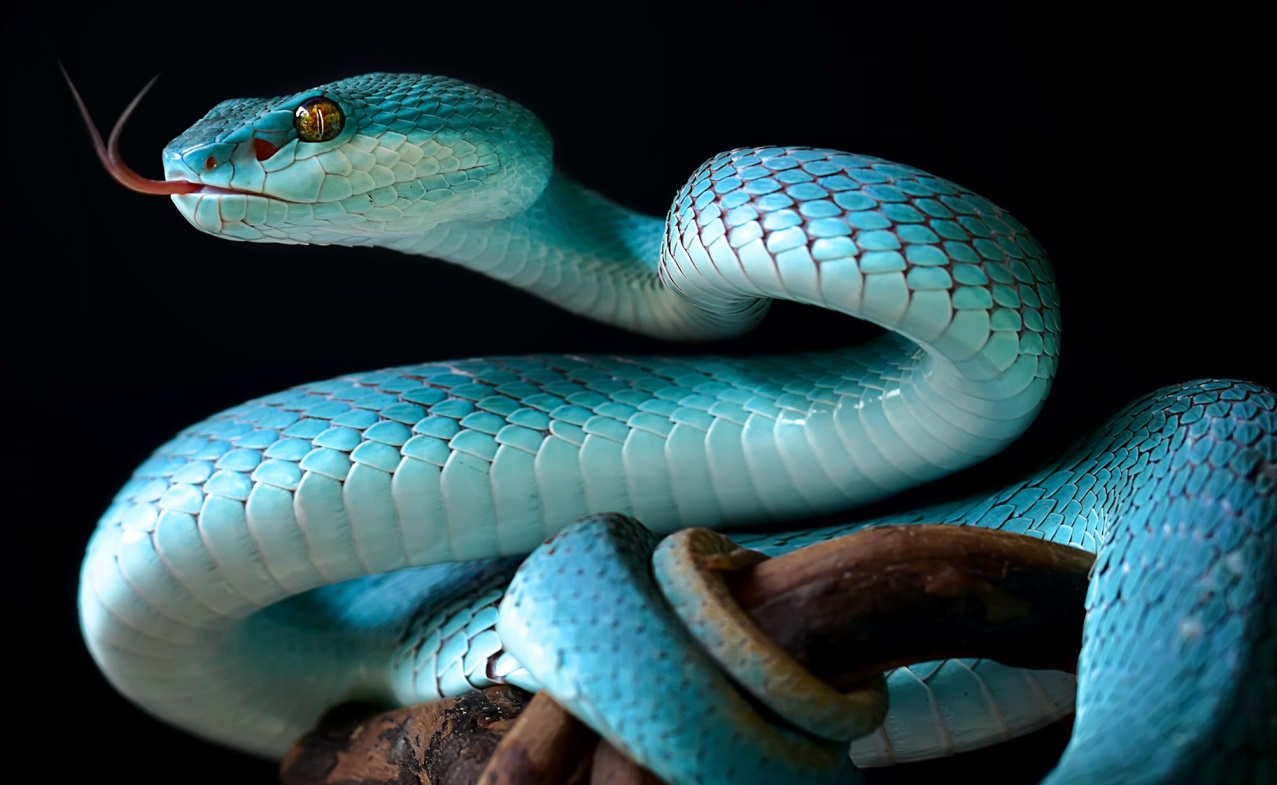 सांप के जीभ को