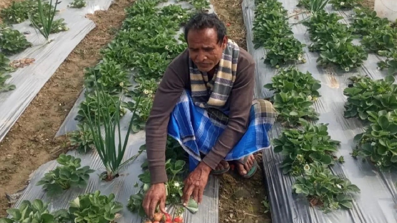 मालामाल बना गया लहसुन,