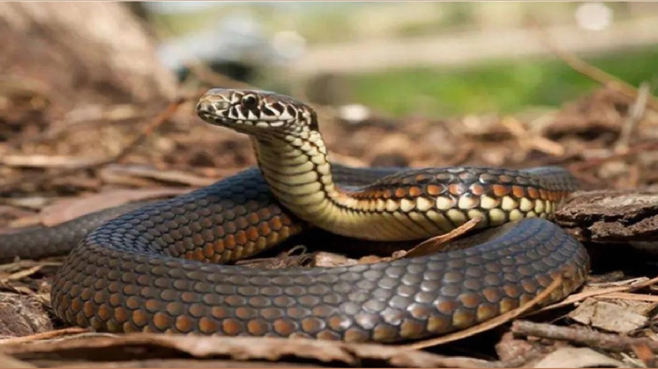 इन तरीकों से कर