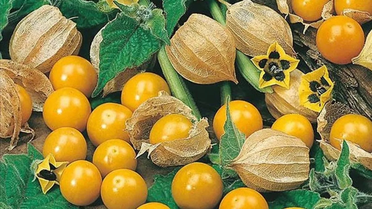 डायबिटीज के लिए वरदान