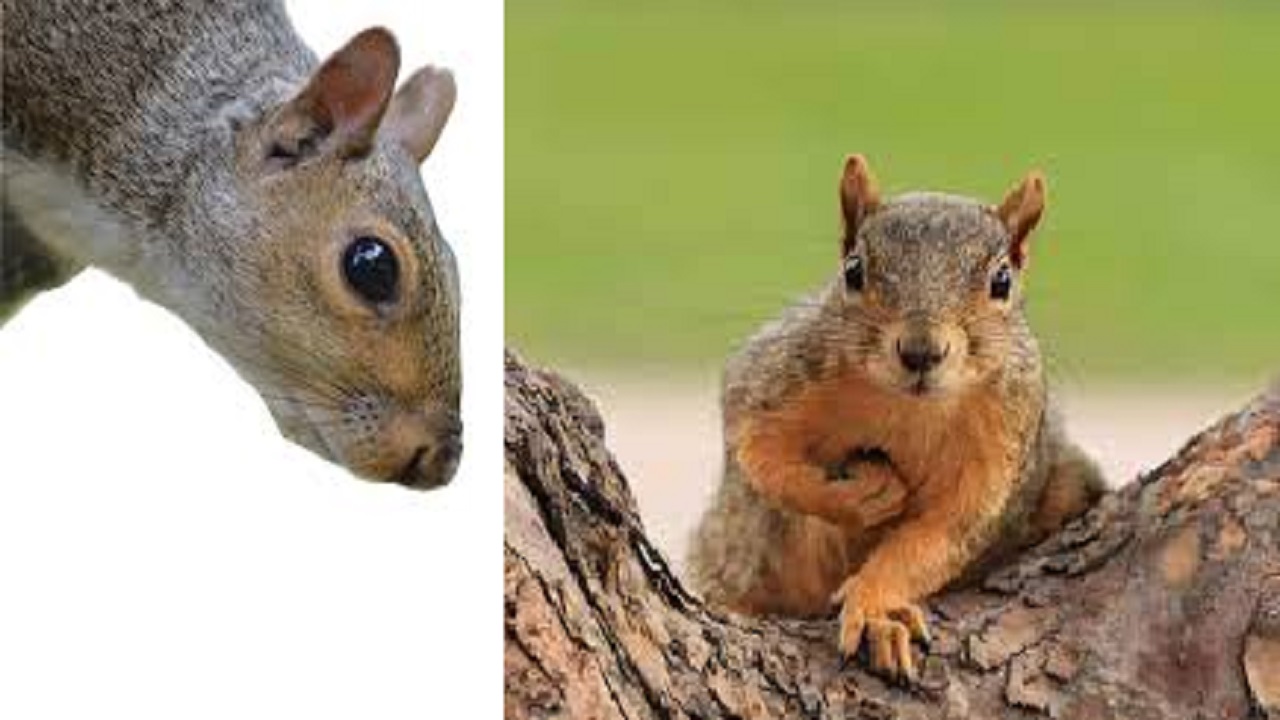 Lucky Animal: वास्तु शास्त्र