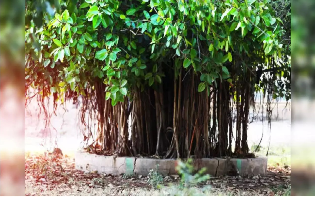 पीपल के पेड़ पर