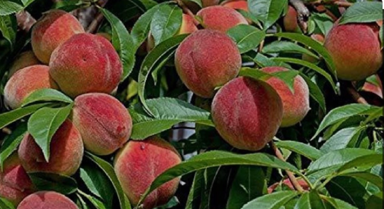 इस फल का सेवन