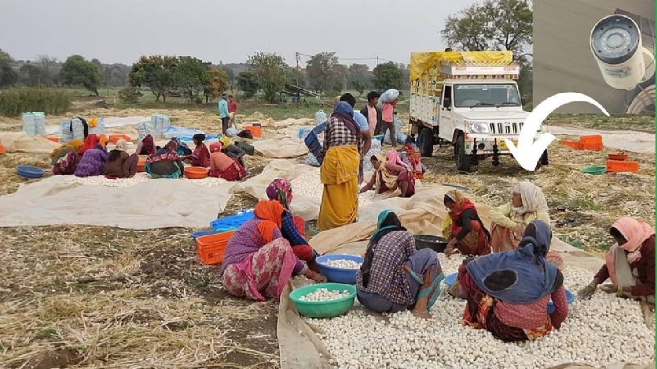 महंगे लहसुन होने के