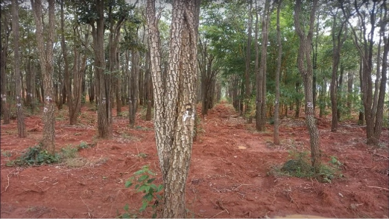 मालामाल कर देगी ये