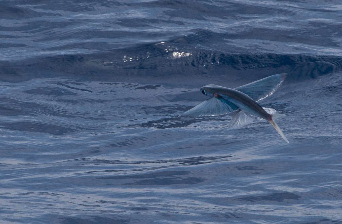 हवा में पक्षी की