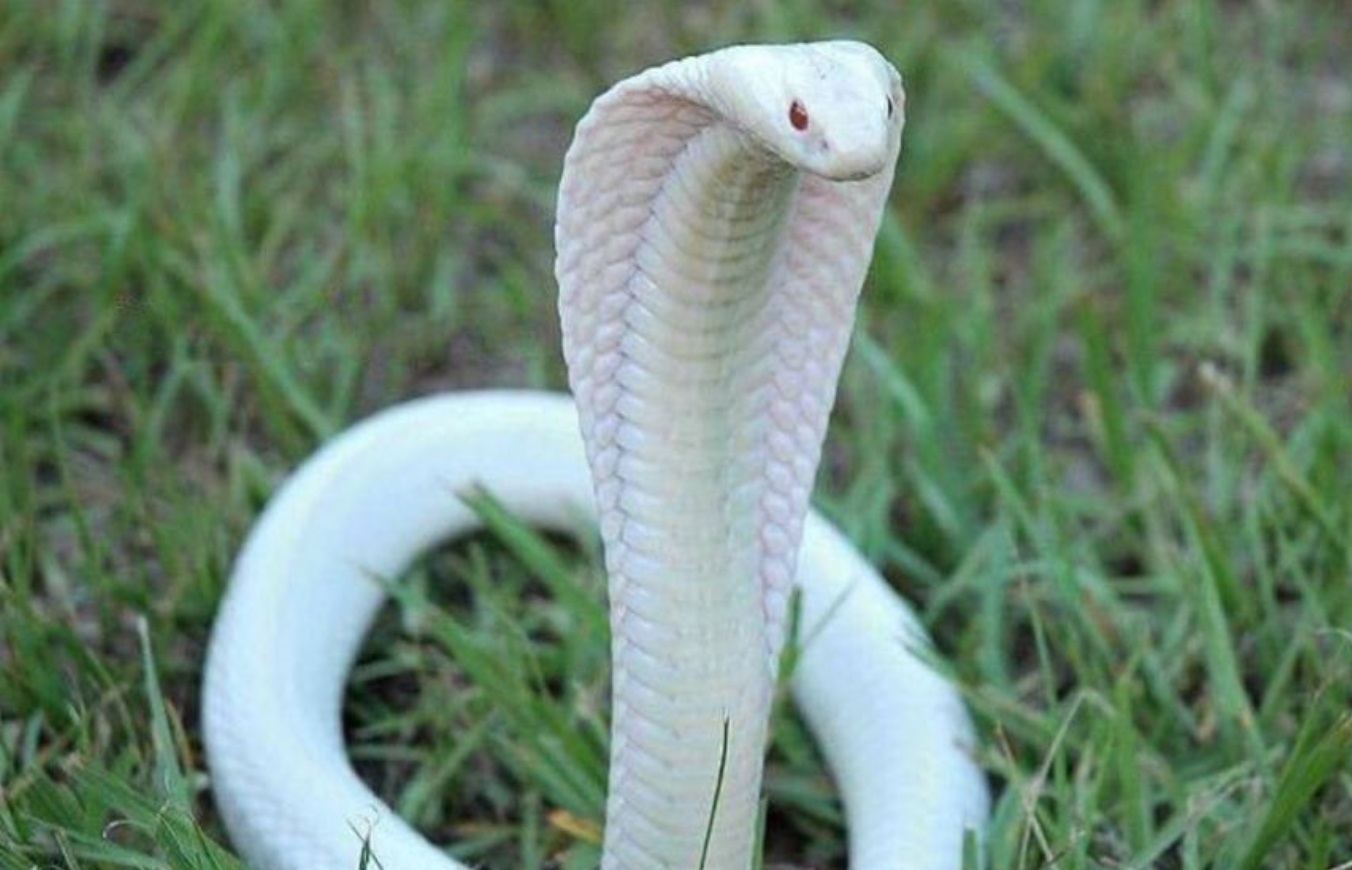 सफेद रंग के किंग