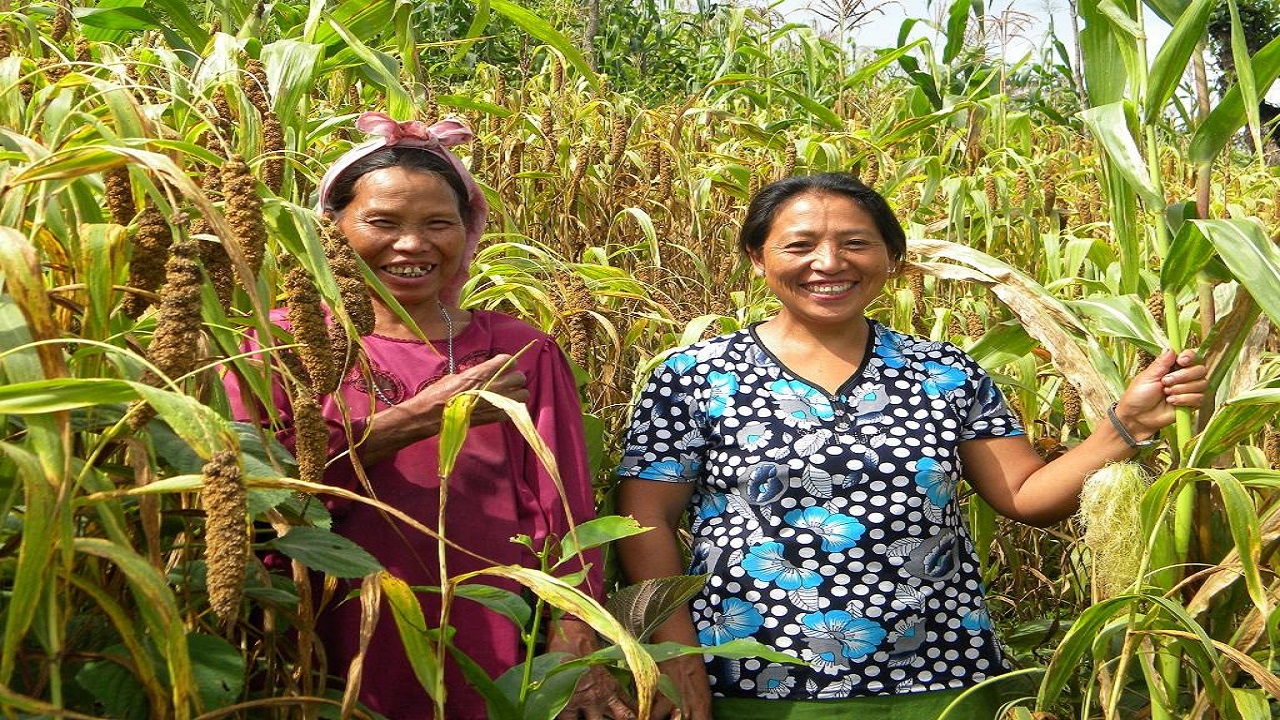 इस अनाज की खेती