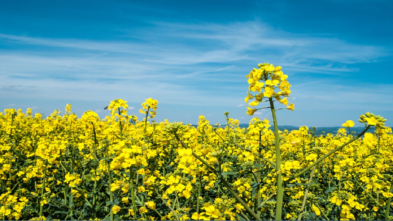 एक ही पौधा दे