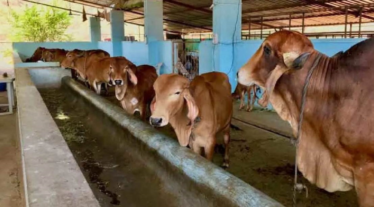 Nabard Dairy Farm Loan