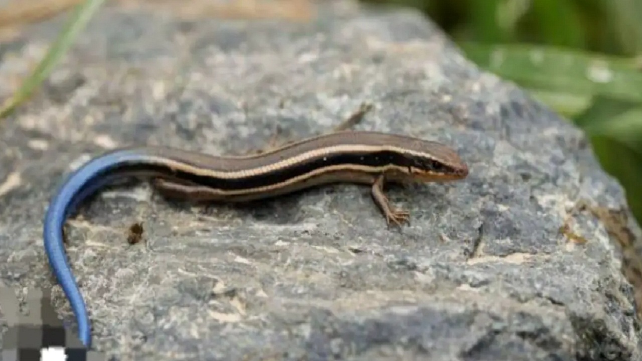 क्या आप जानते है