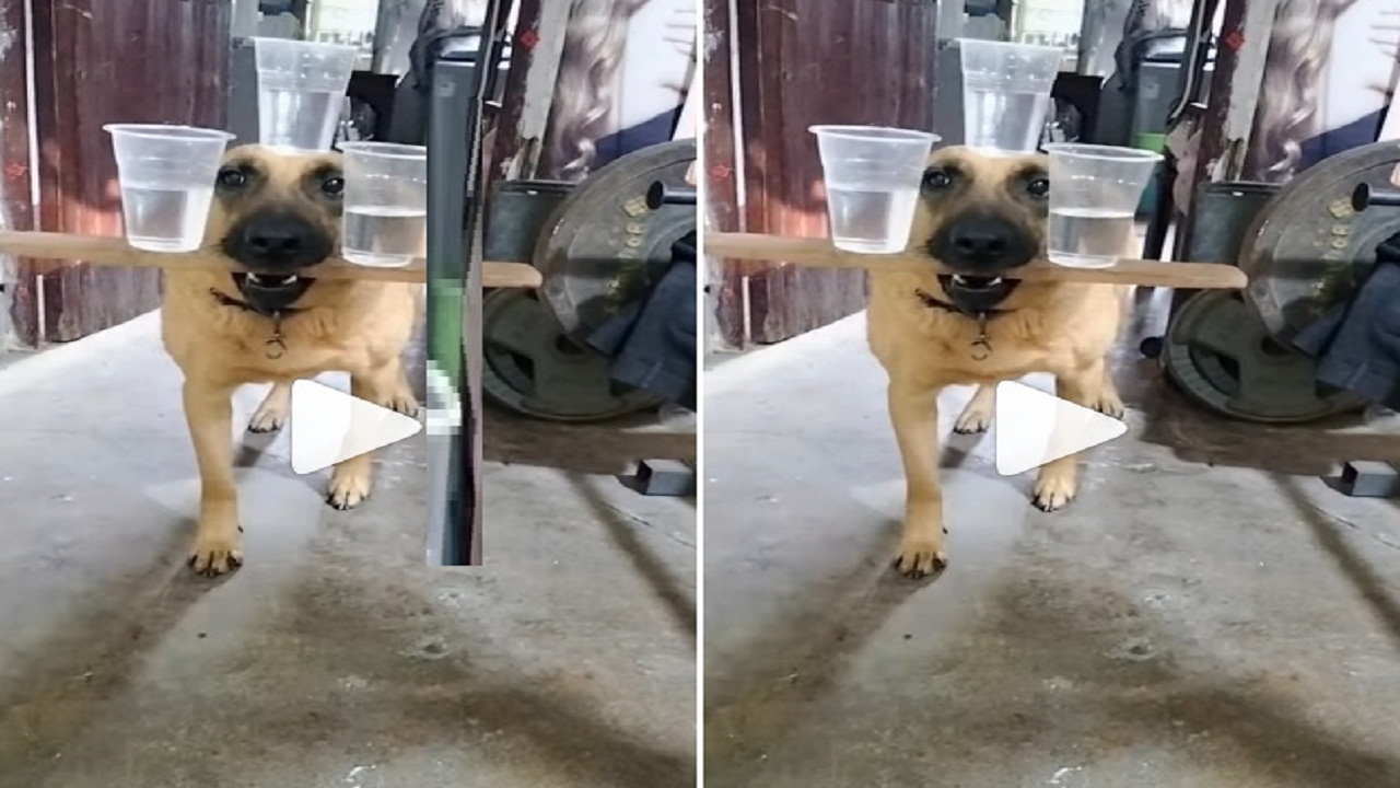 कुत्ते ने किया ऐसा