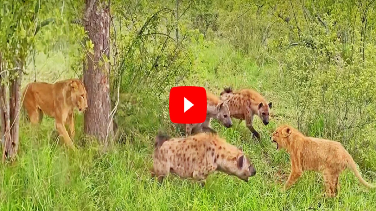 लकड़बग्घों ने बच्चे को