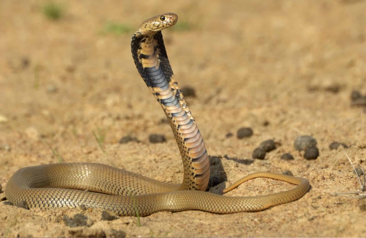 दुनिया के सबसे खतरनाक