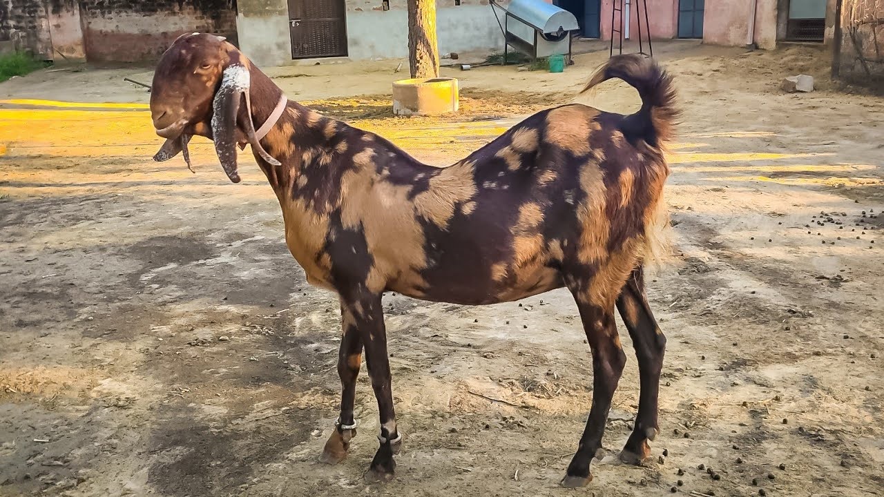 इस नस्ल की बकरी