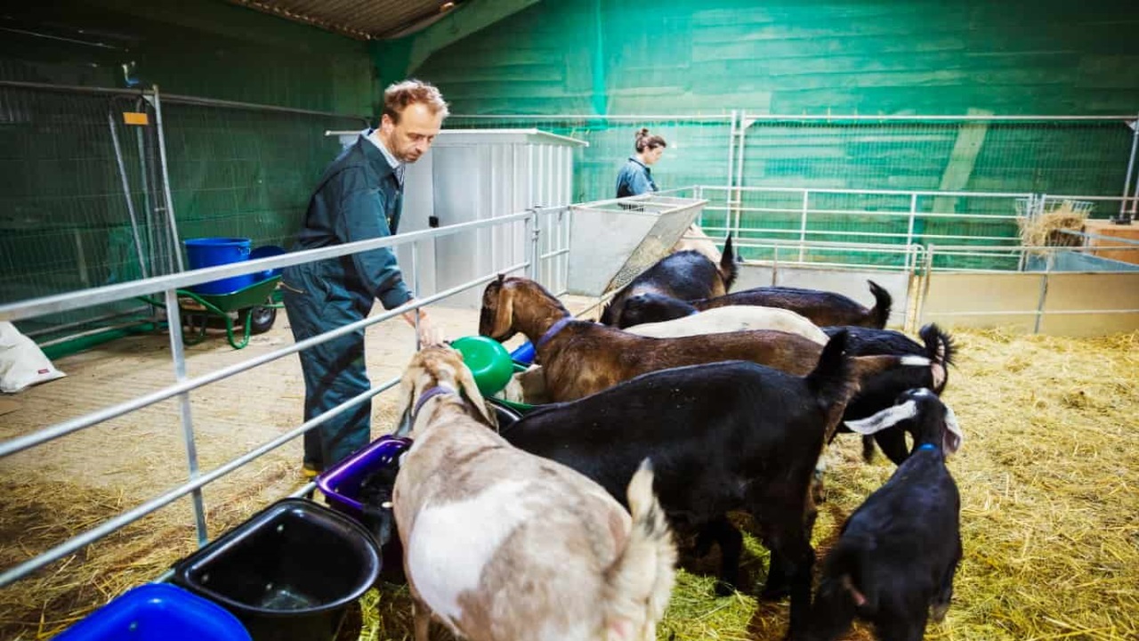 इस नस्ल की बकरी